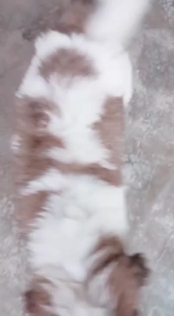 eets baby for,german rottweiler,funny dog videos,funny dogs