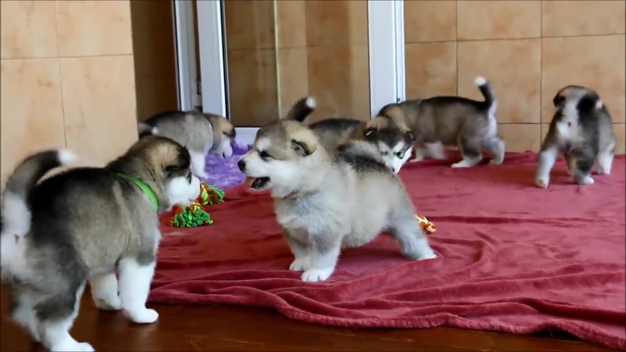 Alaskan malamute puppies