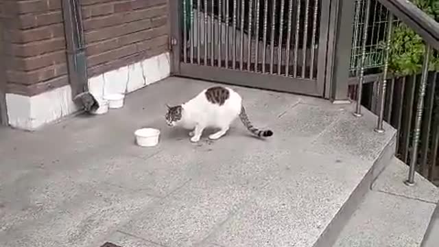 A white cat eating alone.