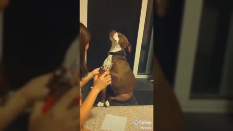 Dogs compilation