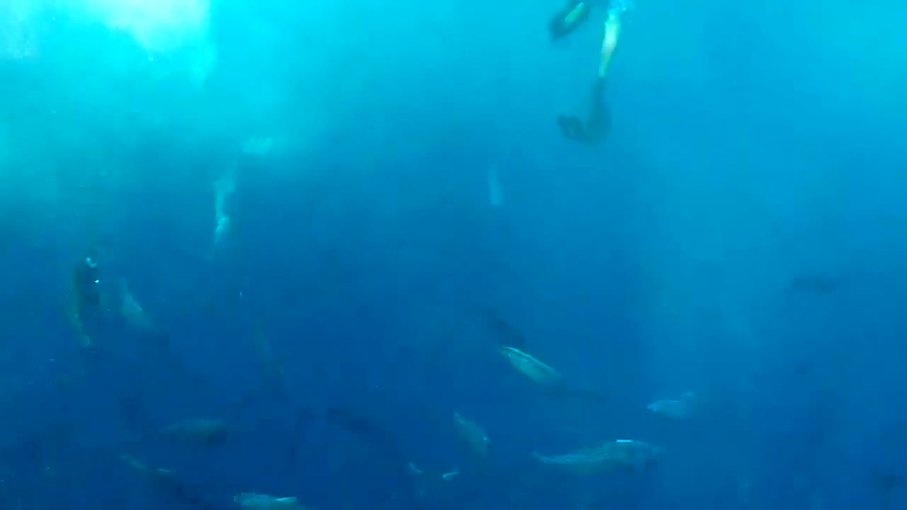 Divers capture incredible moment whale appears from nowhere to swallow bait ball