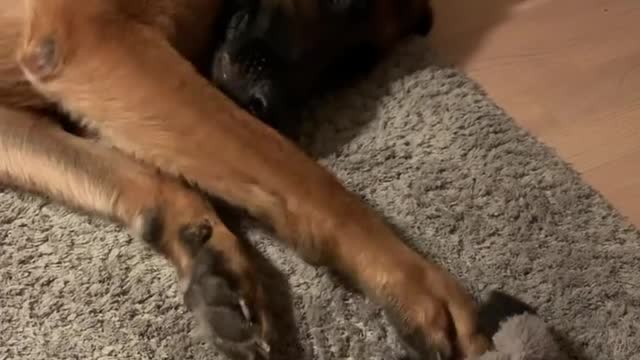 Nice dog 🐕