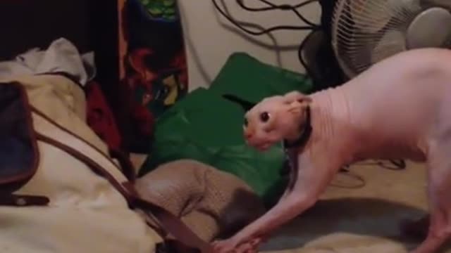 This Cat hates his Owner Halloween Costume