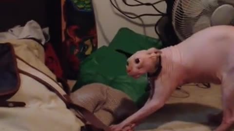 This Cat hates his Owner Halloween Costume
