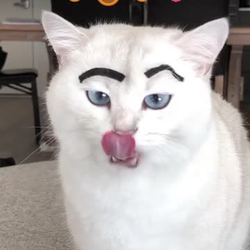 Cat Love||Pussy || Cat love