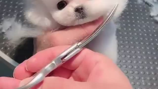 Cute puppy funny video