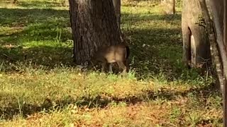 Deer living behind my house.