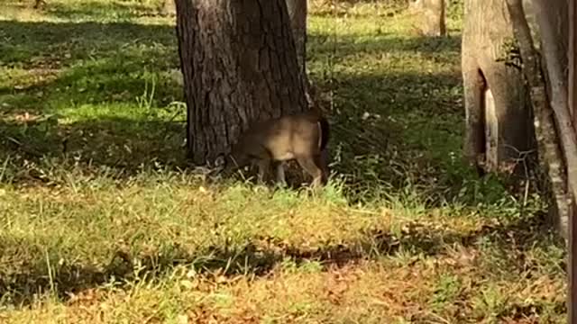 Deer living behind my house.