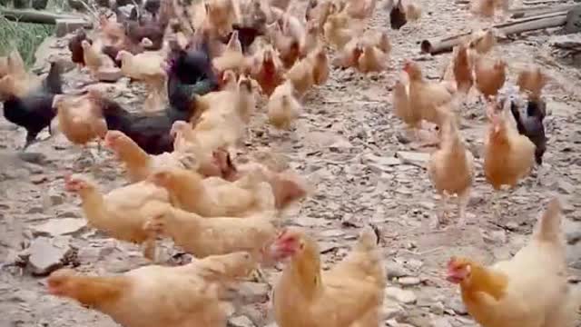 Hen Crowd