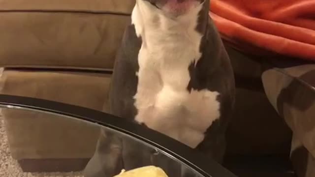 Grey and white pitbull whines over cheese on glass table