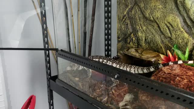 Feeding my Tegu a Giant madagascar Hissing Cockroach