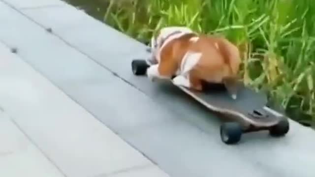 Two skateboarding dogs. That's cool