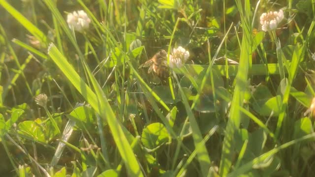 Bee collecting pollen on a hot June evening