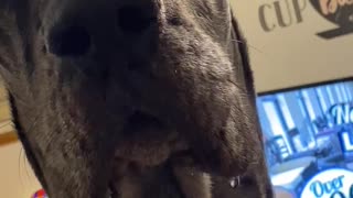 Great Dane is Drooly Boy