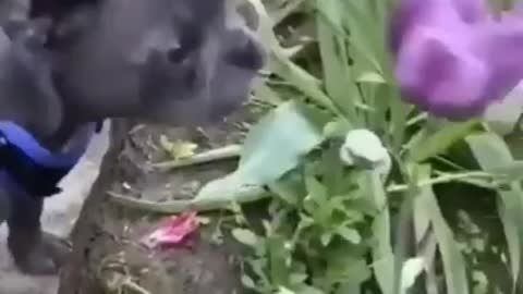 Dog want to eat flower