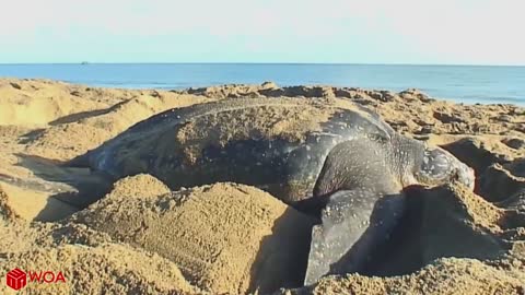 BABY SEA TURTLE HATCHING!