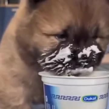 Animais Engraçados- Lindo Cachorro