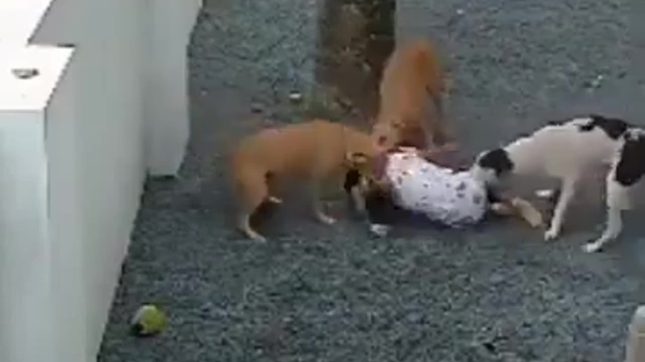 3 dogs attacks a girl- horrible video- live on cam