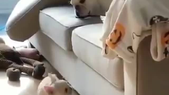 cachorro filhote tentando subir no sofa.. conseguiu
