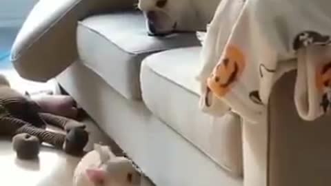 cachorro filhote tentando subir no sofa.. conseguiu
