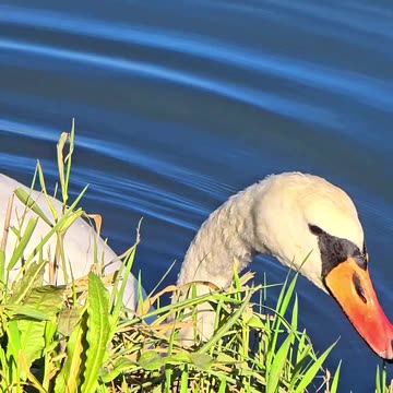 Beautiful swan in close-up