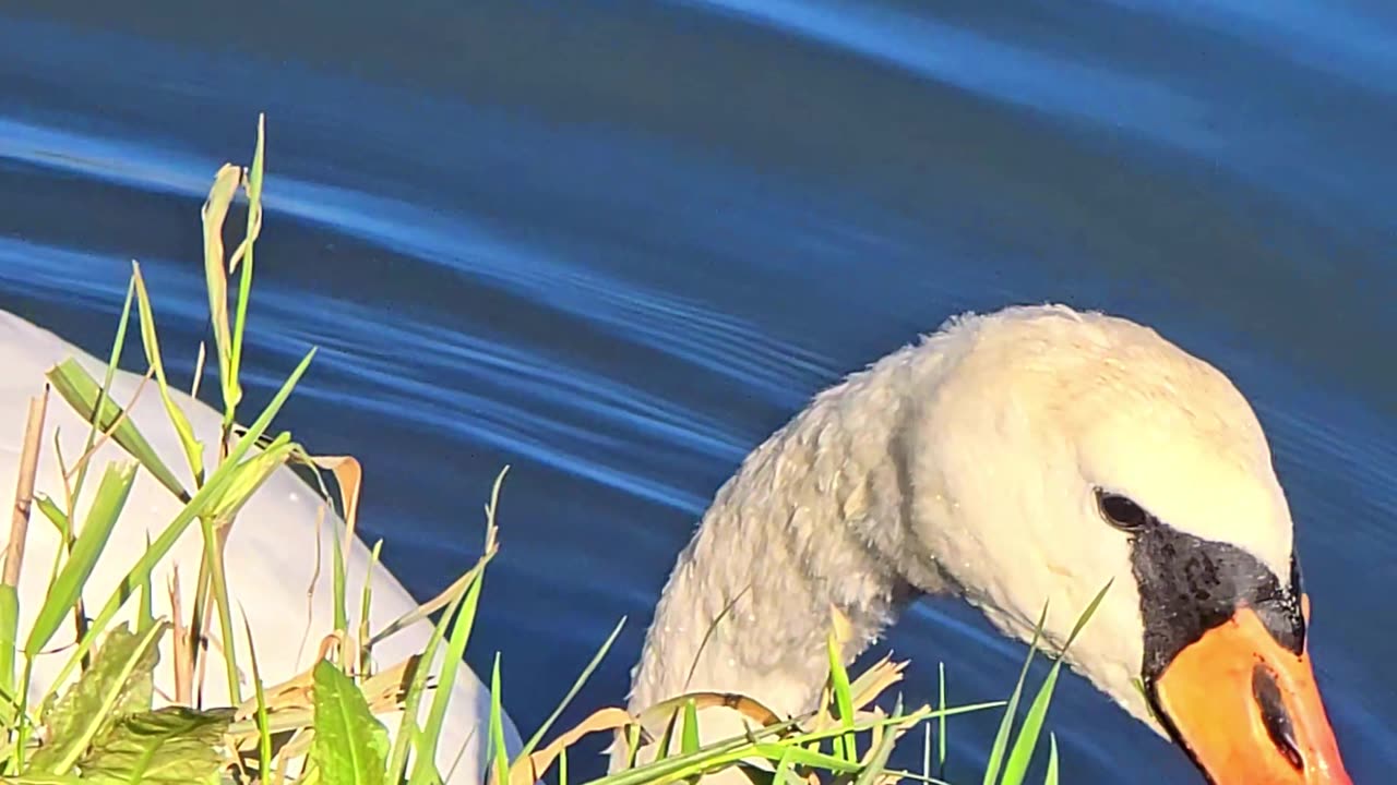 Beautiful swan in close-up