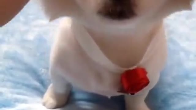 Dog video