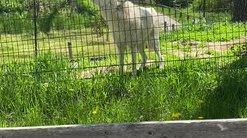 Grey Wolves Sing for Onlookers