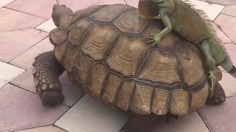 Iguanas Breaks into Tortoise Enclosure for a Free Ride