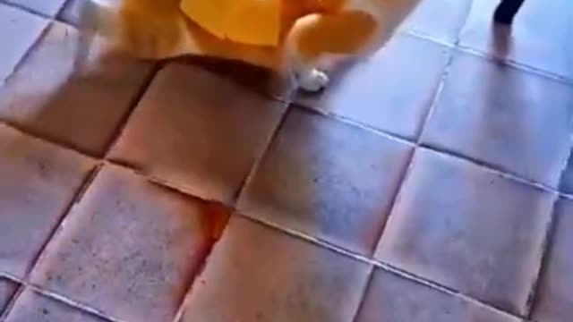 Most funny cat and dog videos/Best Funniest Animals🤣Videos de chats,chiens à mourir de rire