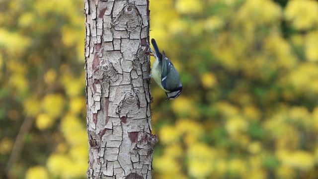 Enjoy seeing a beautiful blue bird in a tree trunk