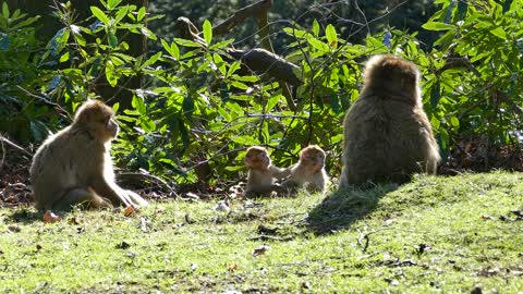 yellow monkeys