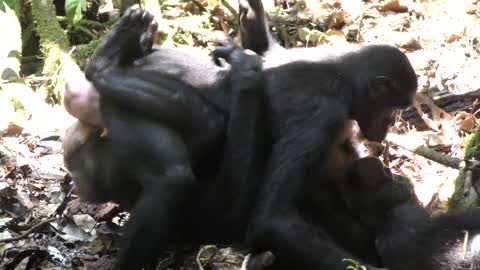 Animal funny video viral