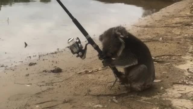 Extremely Adorable Koala Finds Fishing Really Relaxing