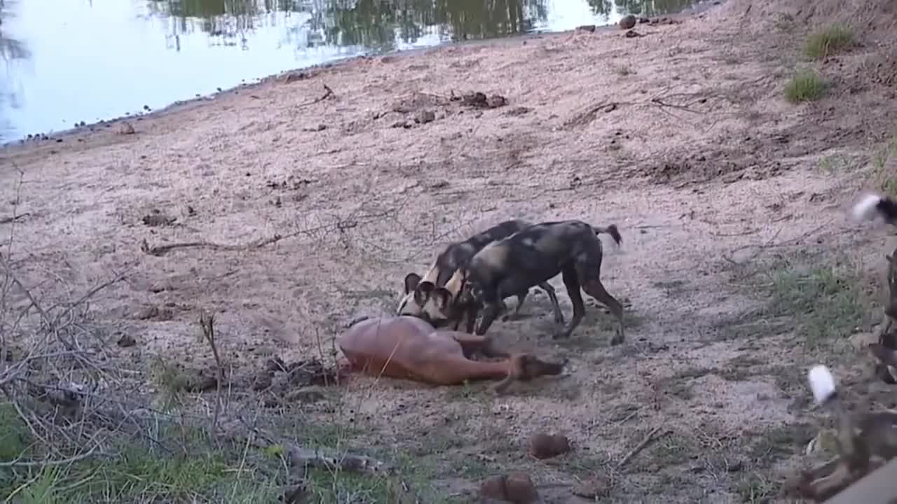 Best attack wild Epic Battle Of Wild dogs vs Animals is not never !!!!!