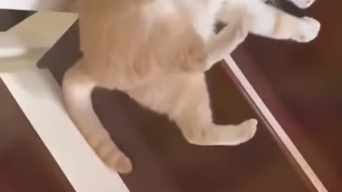 Funny cat videos