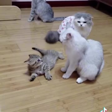 waoooh tiktok viral funy video