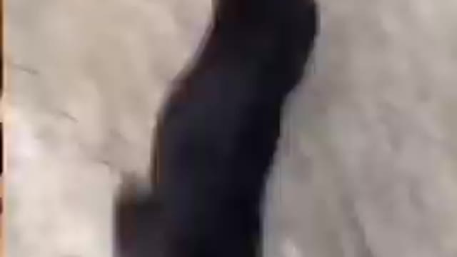 Guy plays wrestles with his adorable German shepherd puppy