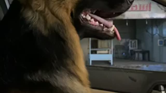 German Shepherd Driving a Car. *Very Cute*