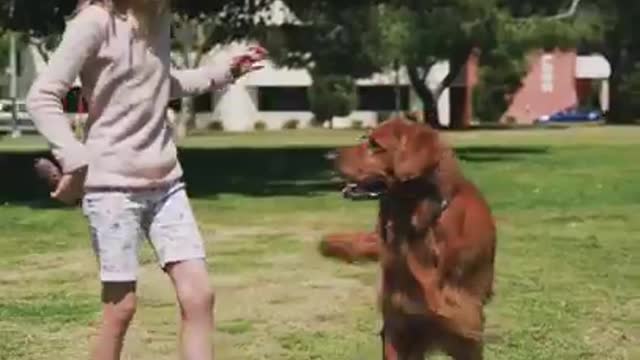 Dogs give mom full attention at the word Cute Funny Playing