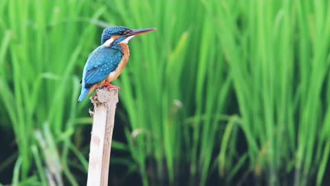 blue feathered bird