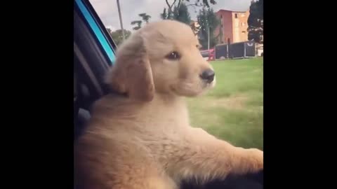 Funny Labrador video | Try not to laugh | dogs