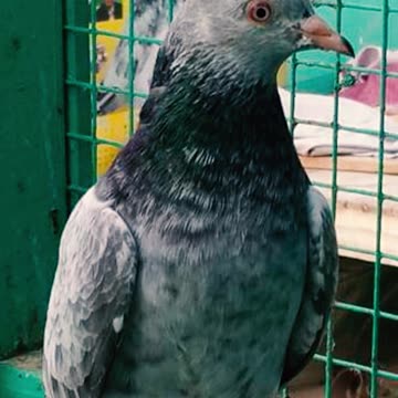 Ustad Masood Shaikh's Pigeon