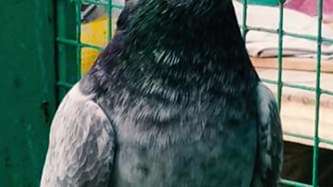 Ustad Masood Shaikh's Pigeon
