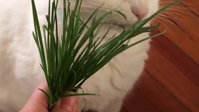 White cat eating grass and black cat joins in and scratches white cat