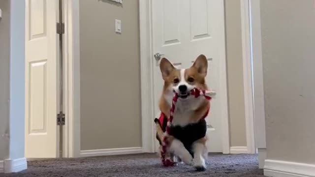 Apparently corgis don’t have too much Christmas spirit #grinch #christmas #corgi #holiday