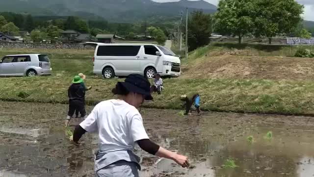 田植え ササシグレ米作り