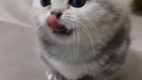 Too Cute to Handle: Furry Feline Friends in Adorable Compilation Video