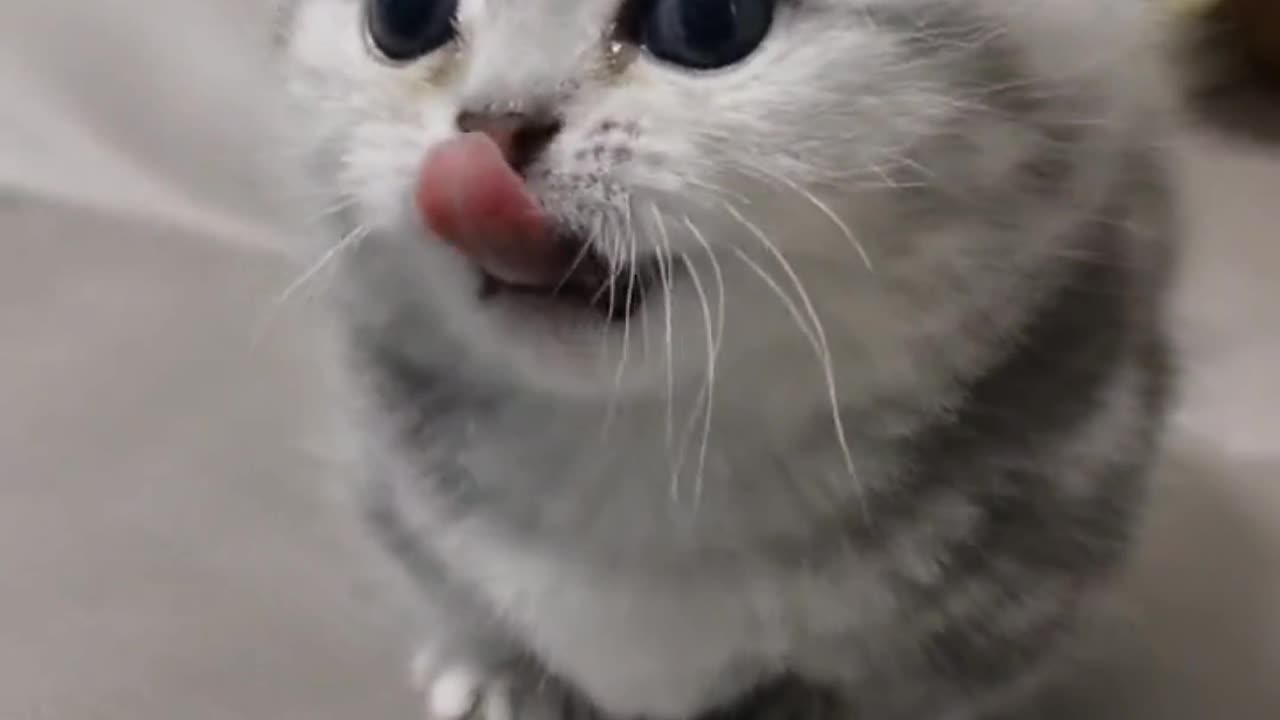 Too Cute to Handle: Furry Feline Friends in Adorable Compilation Video