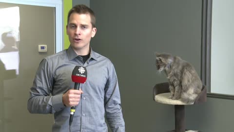 CBC reporter interrupted by cat